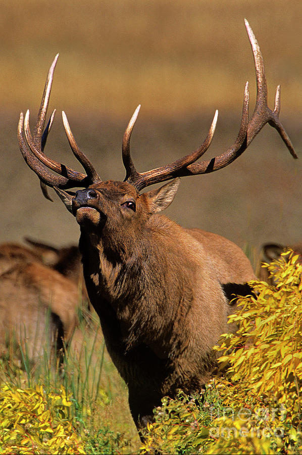 Bull Elk Cervus Elaphus Wild Wyoming #1 Photograph by Dave Welling