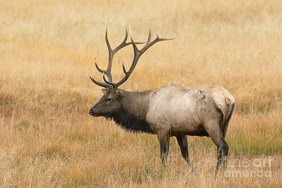 Bull Elk #2 Photograph by Dennis Hammer