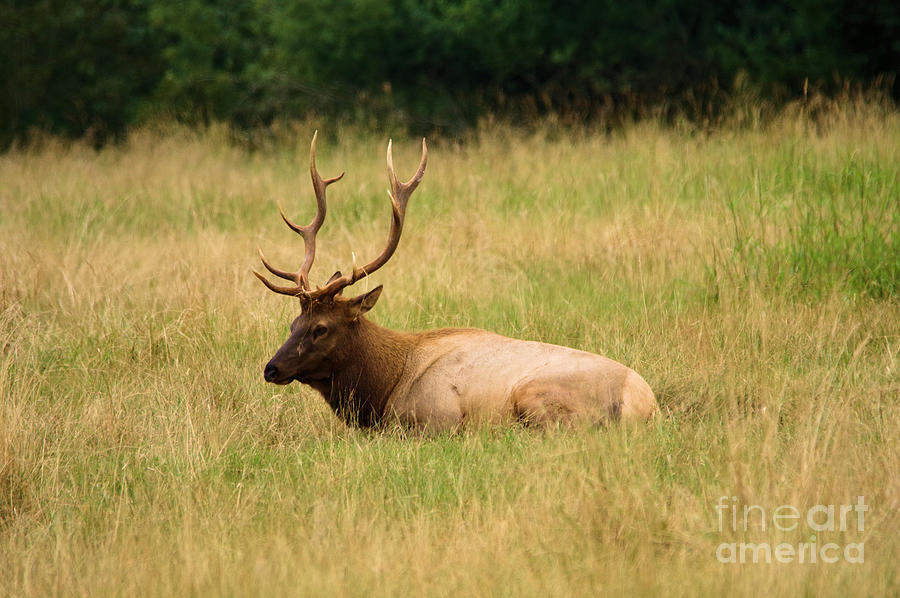 Bull Elk in a meadow #1 Photograph by Jeff Swan