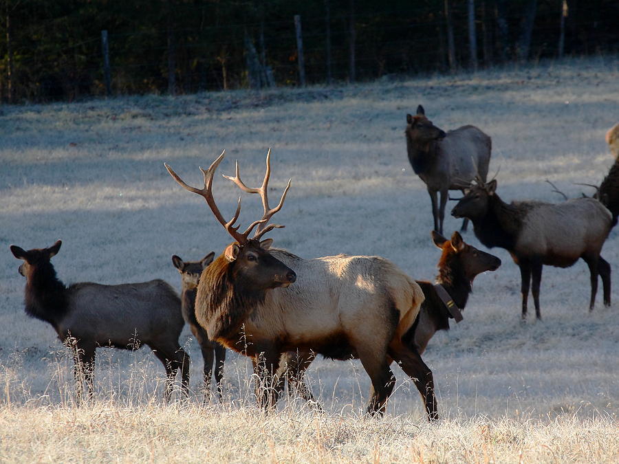 Bull Elk in Frost  Photograph by Michael Dougherty