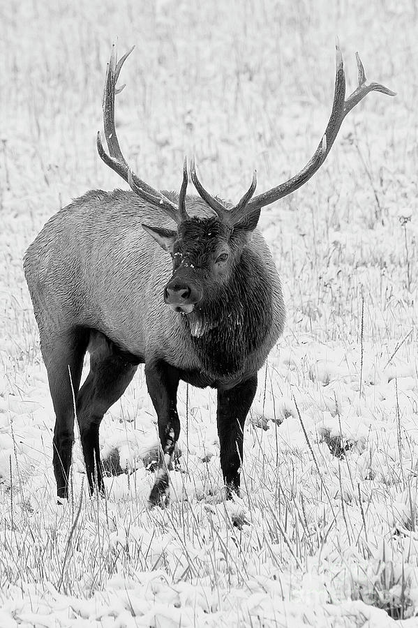Bull elk in the snow #1 Photograph by Rodney Cammauf