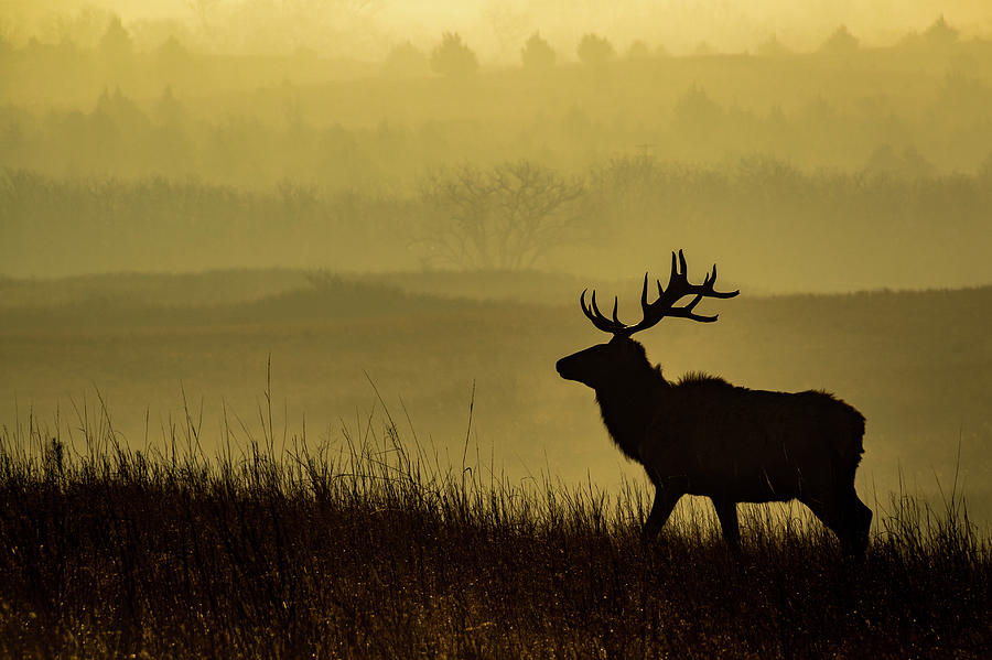 Bull Elk #1 Photograph by Jay Stockhaus