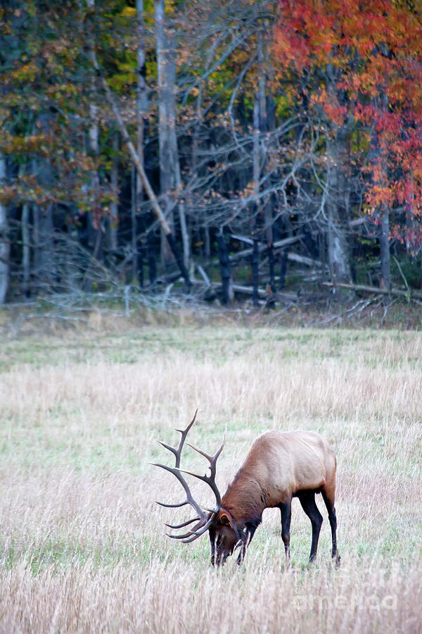 Bull Elk #1 Photograph by Jill Lang