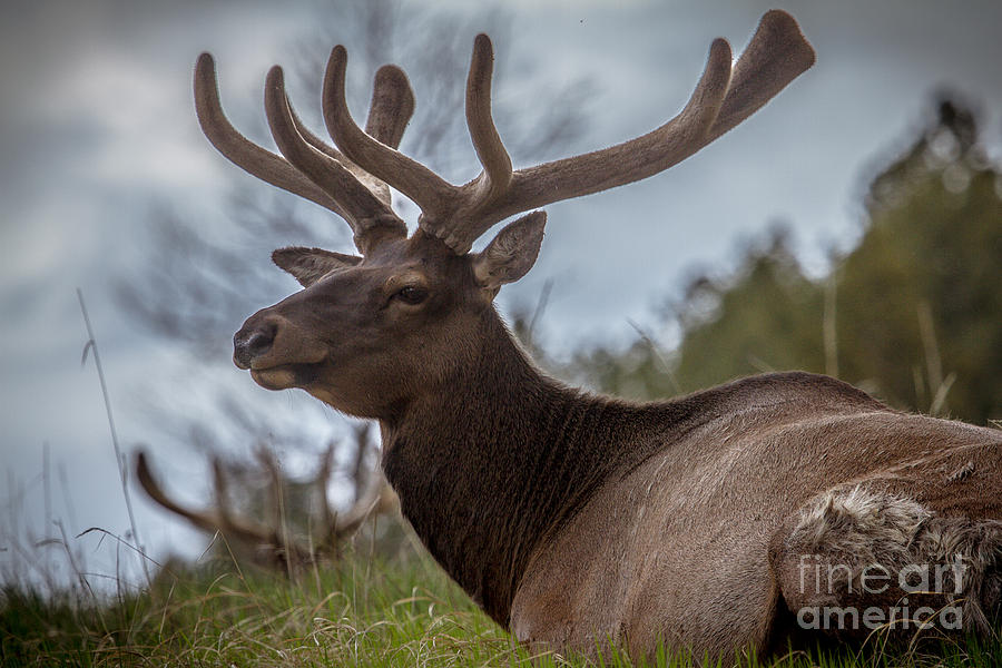 Bull Elk #2 Photograph by Robert Bales