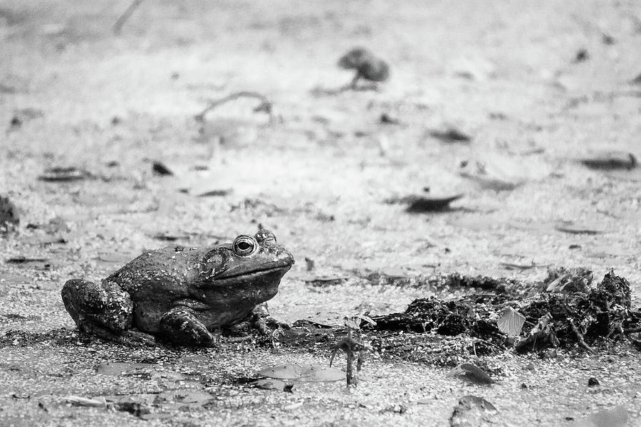 Bull Frog by Jason Smith Bull Frog by Jason Smith