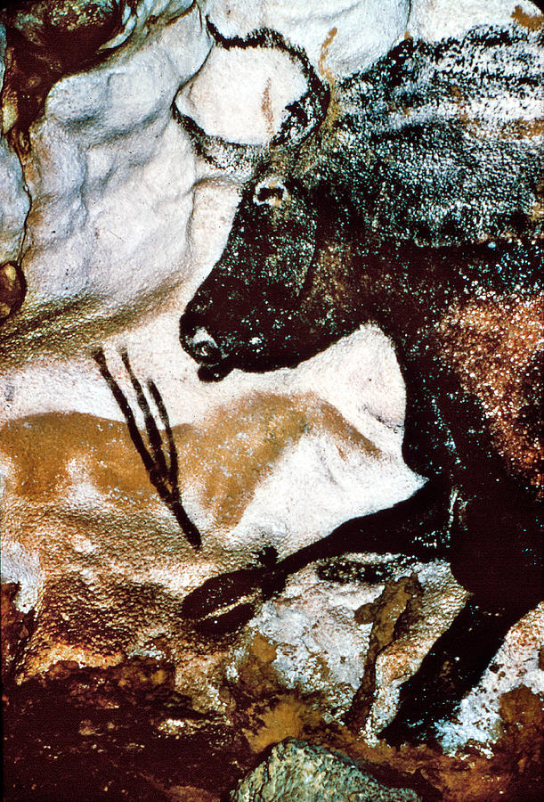 Paleolithic Photograph - Bull - Lascaux, France by Granger