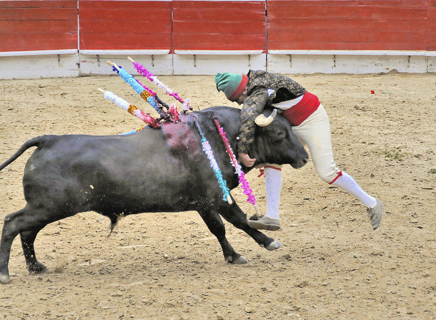 Bull Lifting Forcado Photograph by Clarence Alford | Fine Art America