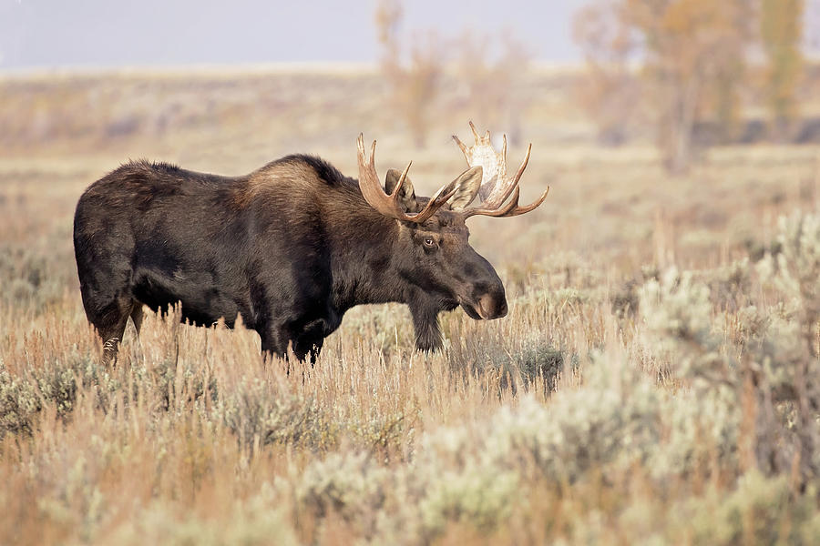 Bull Moose  #1 Photograph by Eilish Palmer