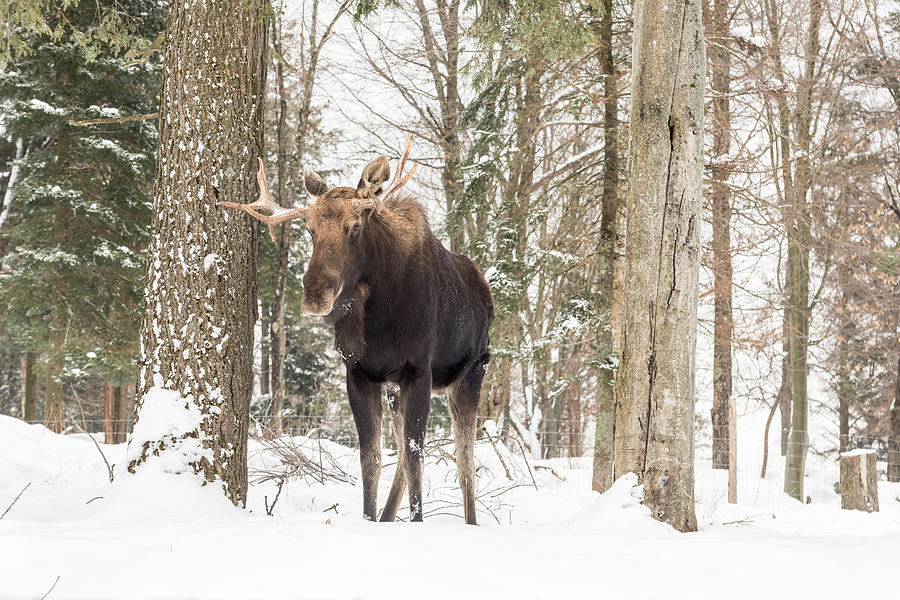 Bull Moose #1 Photograph by Josef Pittner