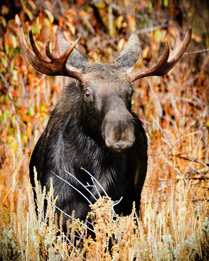 Moose Photograph - Bull Moose by Norman Hall Moose Photograph - Bull Moose by Norman Hall