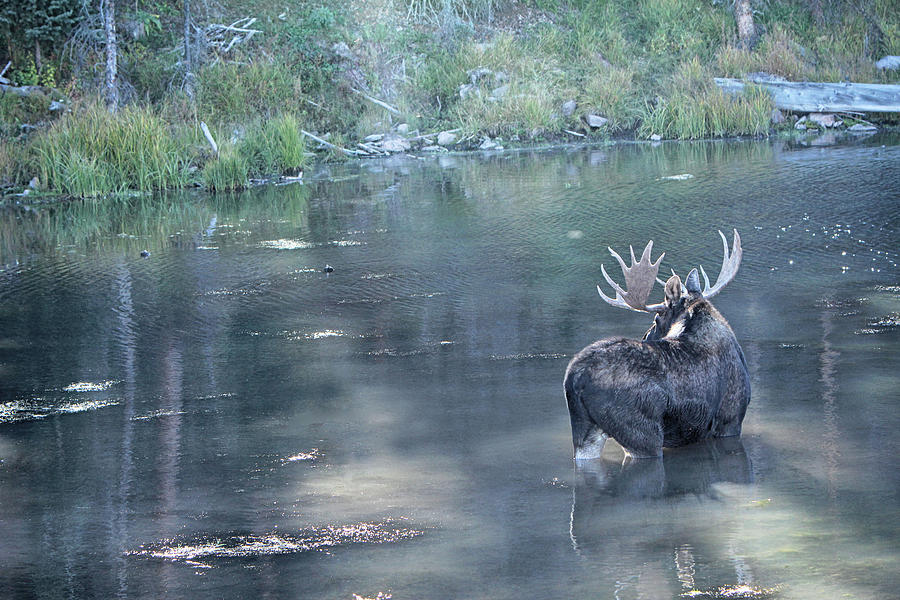 Bull Moose Reflection #1 Photograph by Marta Alfred