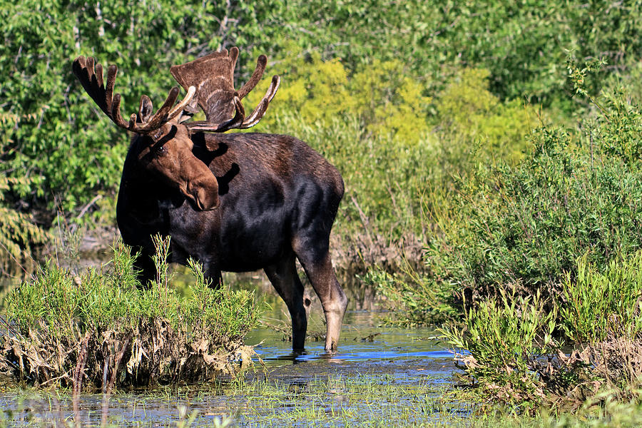 Bull Moose #1 Photograph by Rodney Cammauf