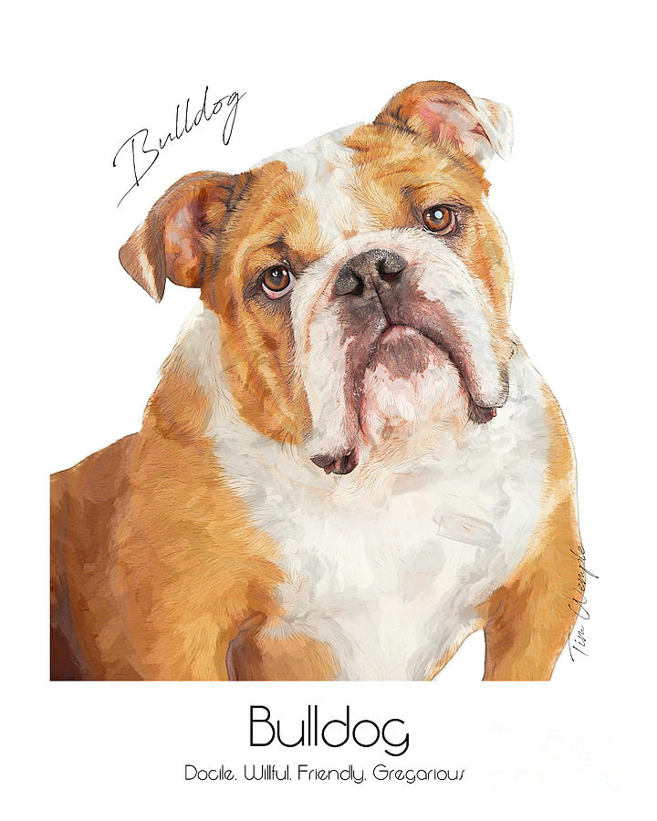 Bulldog Poster #1 Digital Art by Tim Wemple