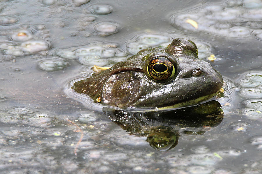 Bullfrog Stony Brook New York #1 Photograph by Bob Savage