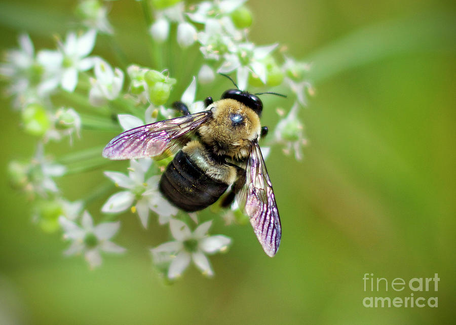 Bumble Bee and Blossoms Photograph by Karen Jorstad