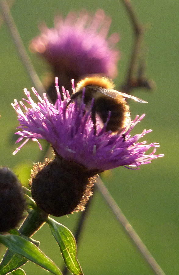 Bumble bee #1 Photograph by Lukasz Ryszka