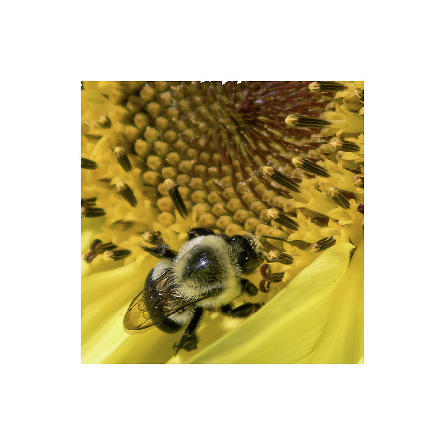 Bumble Bee on Sunflower #1 Photograph by Chad Tracy