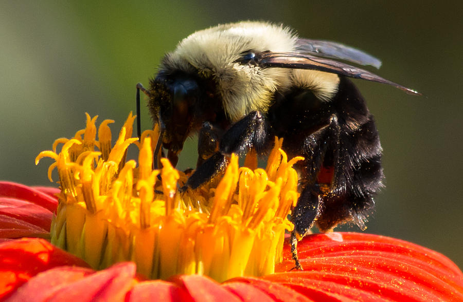 Bumble Bee by Willard Killough III Bumble Bee by Willard Killough III