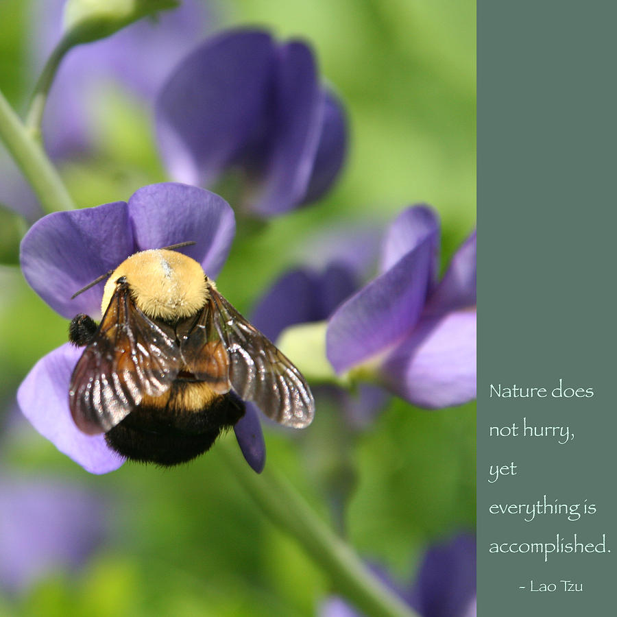 Bumble Bee with Zen Quote #1 Photograph by Hermes Fine Art