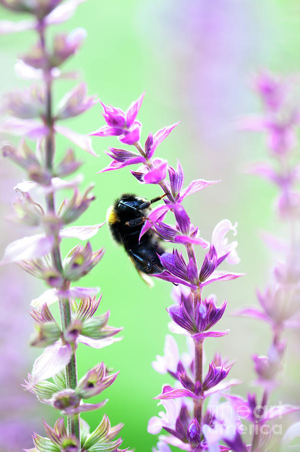 Bumblebee #1 Photograph by Kati Finell
