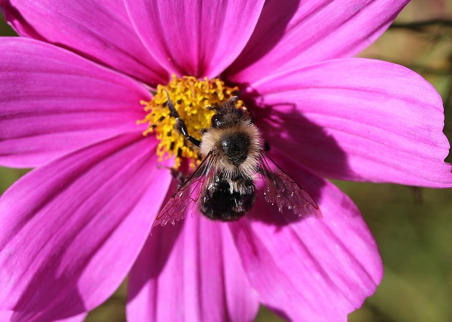 Bumblebee on Cosmos #2 Photograph by Lucinda VanVleck