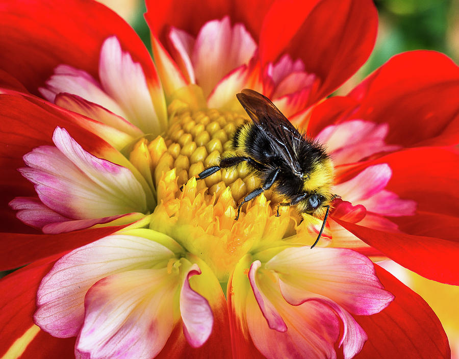 Bumblebee on Flower #1 Photograph by Greg Nyquist