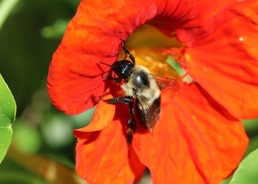 Bumblebee on Nasturtium #1 Photograph by Lucinda VanVleck