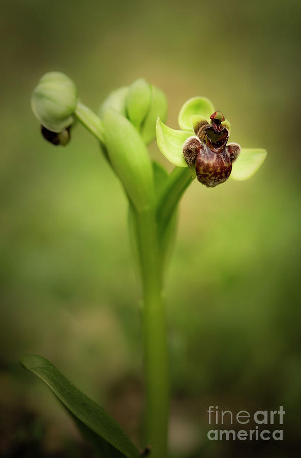 Bumblebee Orchid, Ophrys Bombyliflora #1 Photograph by Perry Van Munster