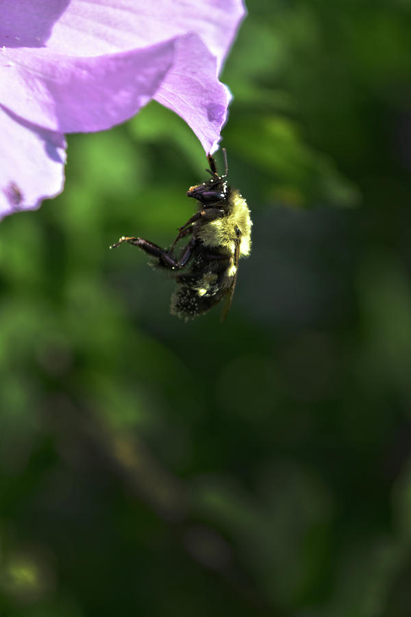 Bumblebee #1 Photograph by FineArtRoyal Joshua Mimbs