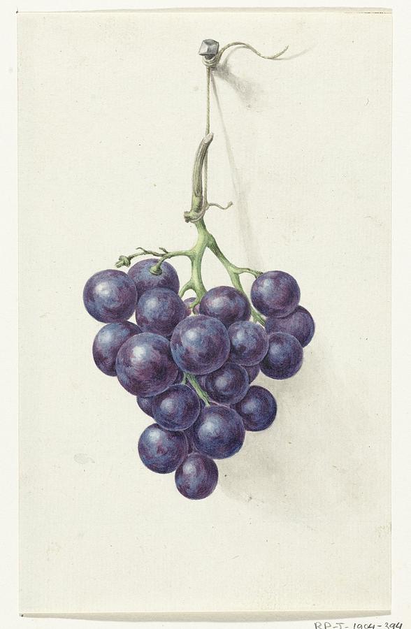 Bunch of blue grapes #1 Painting by Jean Bernard