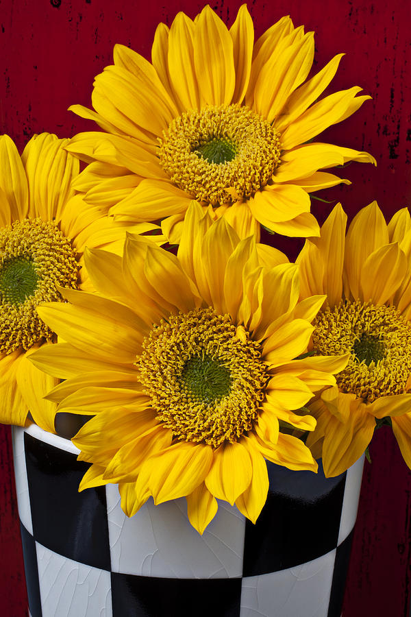 Sunflower Photograph - Bunch of Sunflowers #2 by Garry Gay