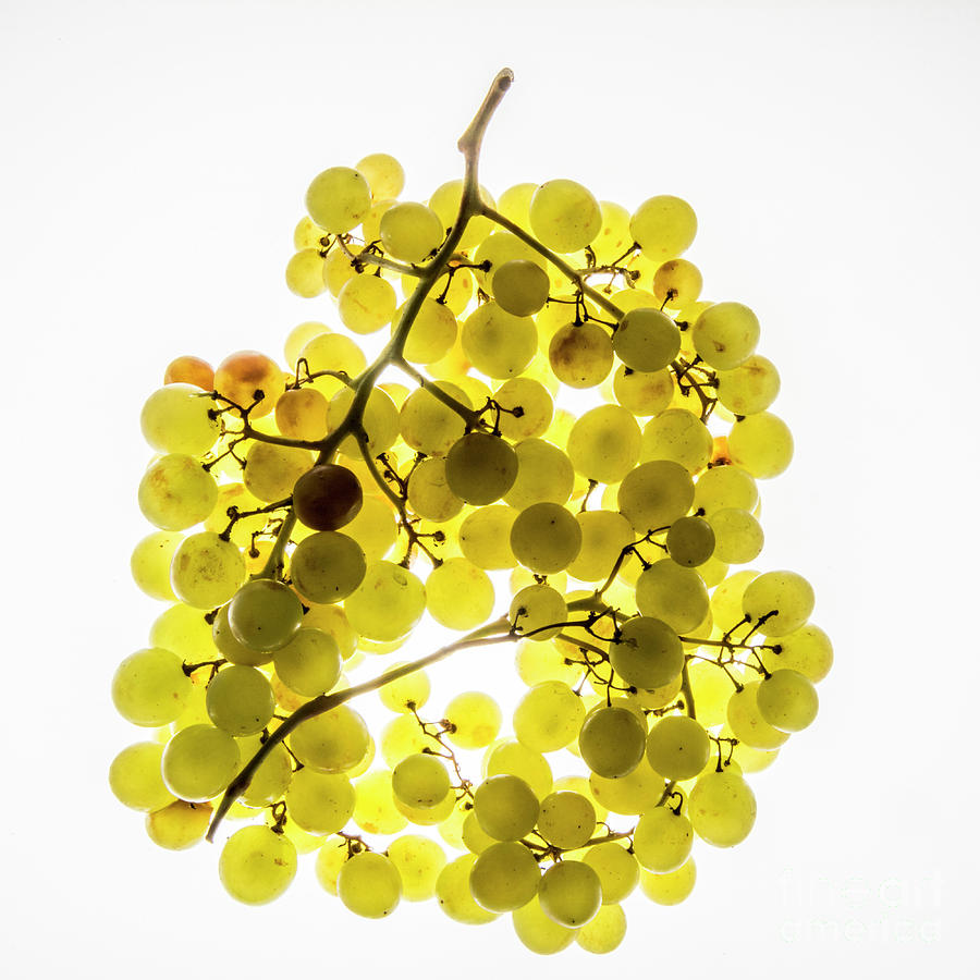 Still Life Photograph - Bunch of white grapes #1 by Bernard Jaubert