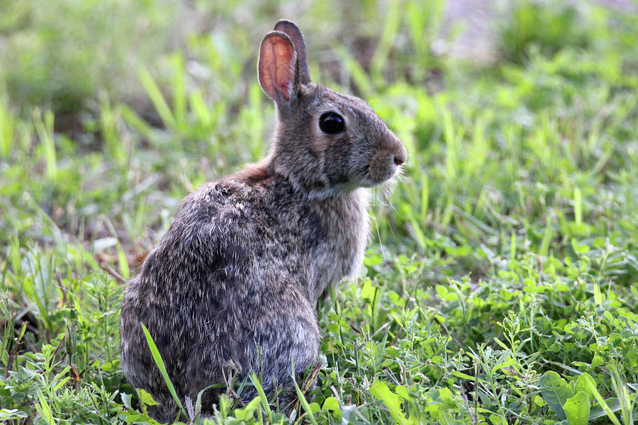 Bunny #1 Photograph by Brook Burling
