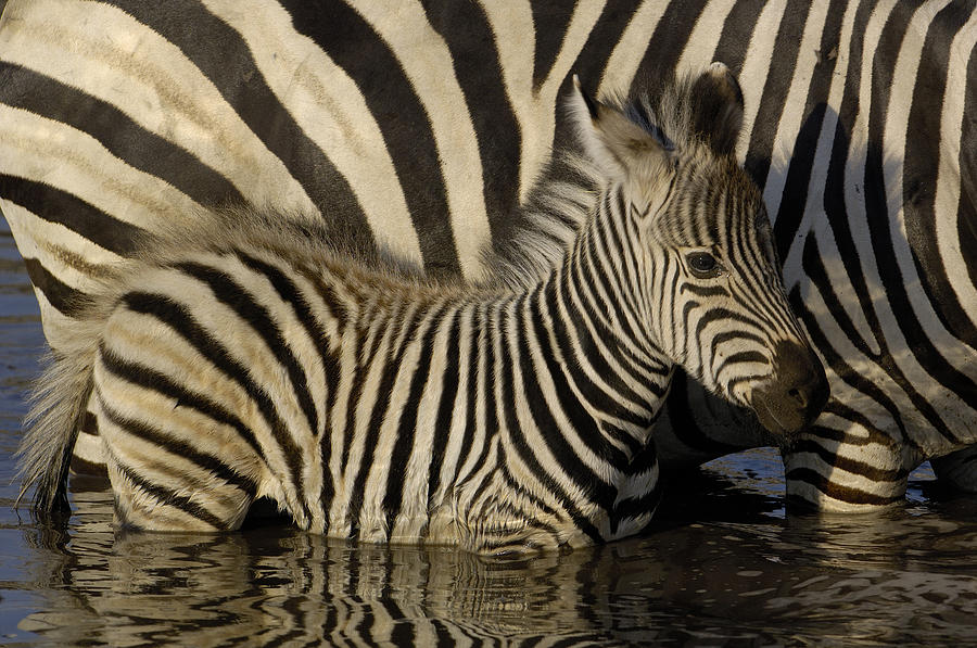 Horse Photograph - Burchells Zebra Equus Burchellii Foal #1 by Pete Oxford