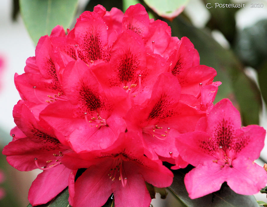 Burgundy Rhododendron Photograph by Carolyn Postelwait | Fine Art America