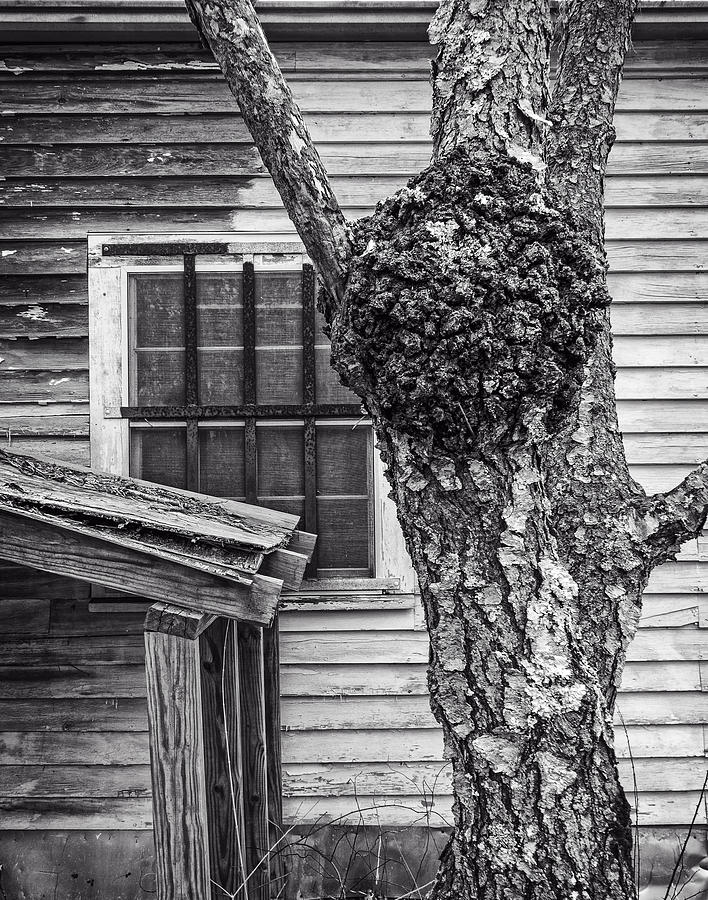 Burl and Window #1 Photograph by Frank Winters