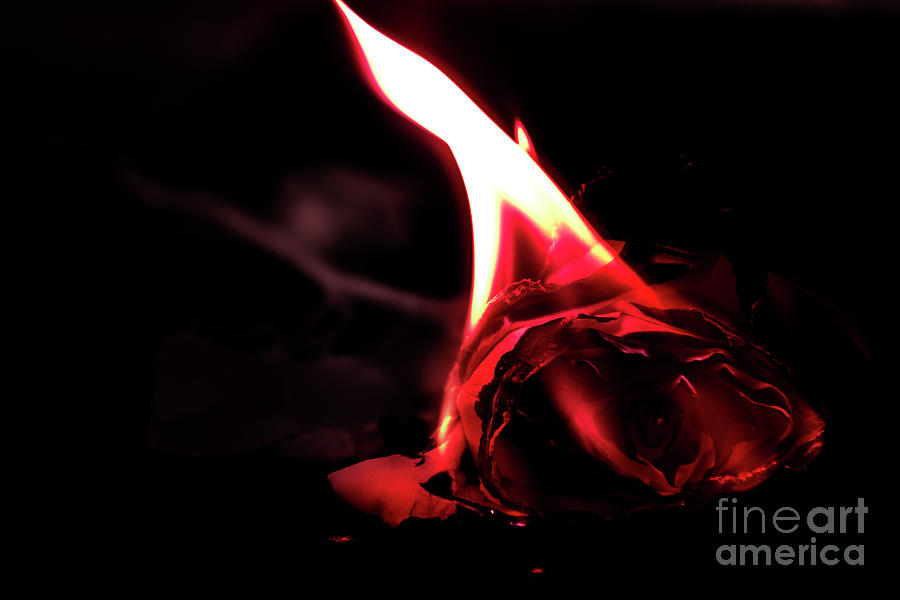 Burning Rose #1 Photograph by FineArtRoyal Joshua Mimbs