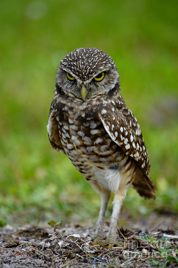 Burrowing Owl #1 Photograph by Alison Belsan Horton