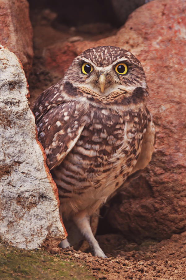 Burrowing Owl  #1 Photograph by Brian Cross