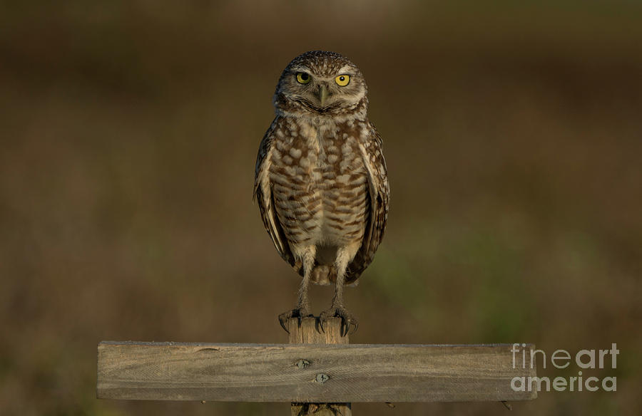 Burrowing Owl #1 Photograph by Brian Kamprath