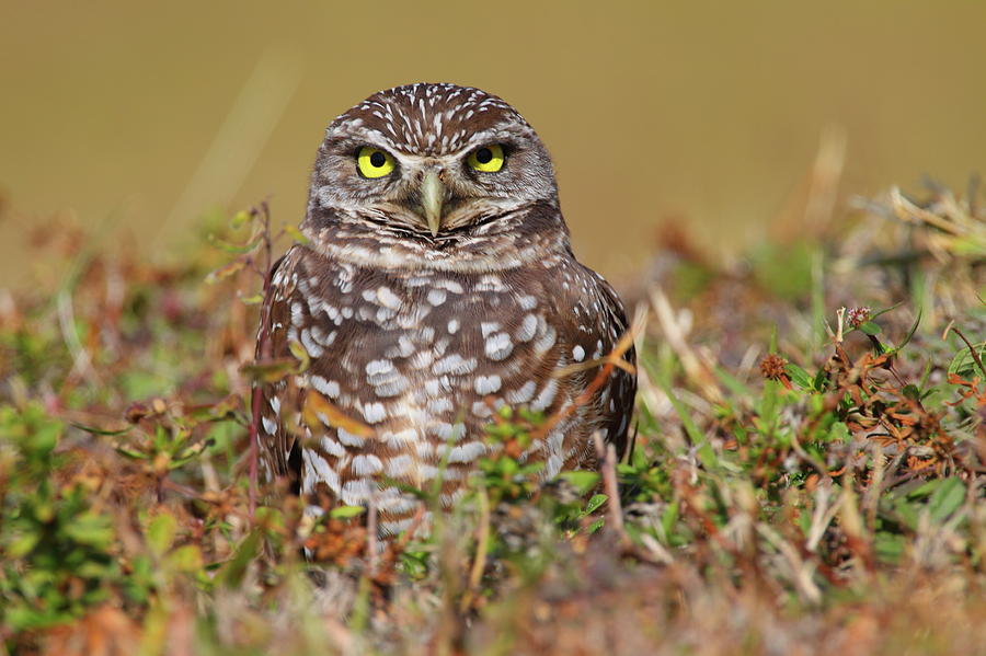 Owl Photograph - Burrowing Owl #1 by Bruce J Robinson