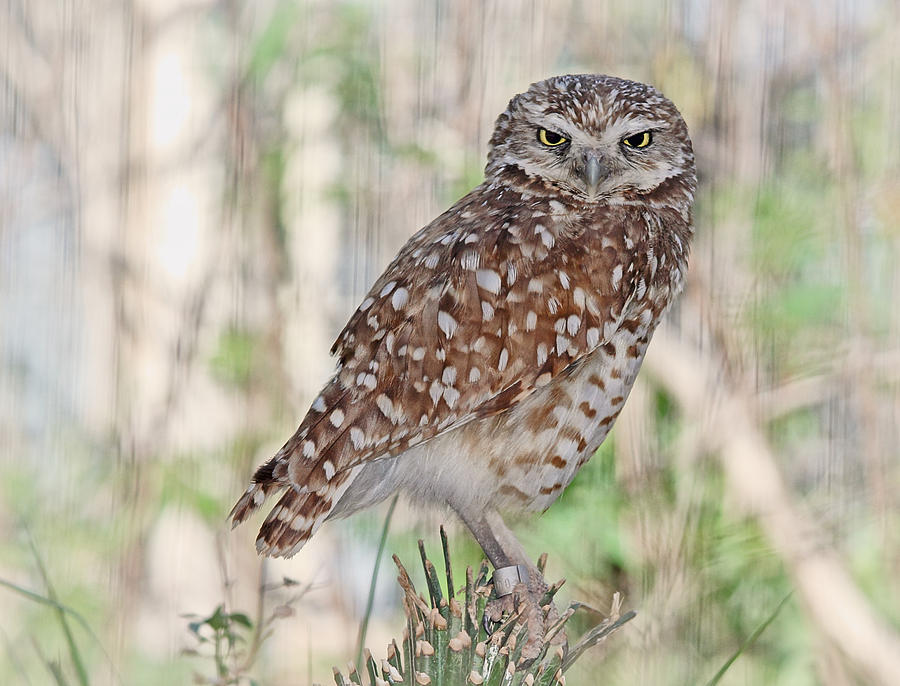 Burrowing Owl Photograph by Elaine Malott