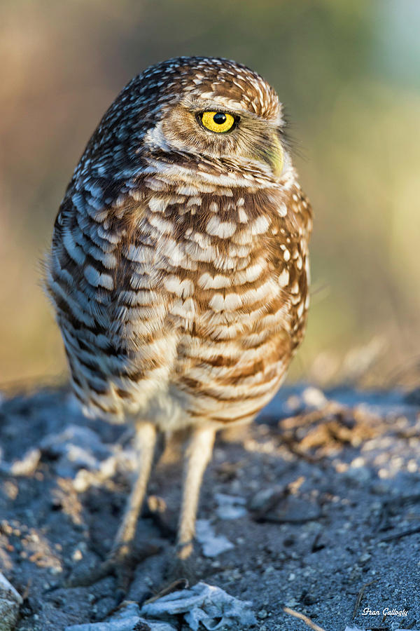 Burrowing Owl #1 Photograph by Fran Gallogly
