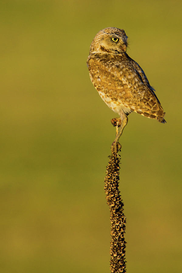 Burrowing Owl In Sunlight #1 Photograph by John De Bord