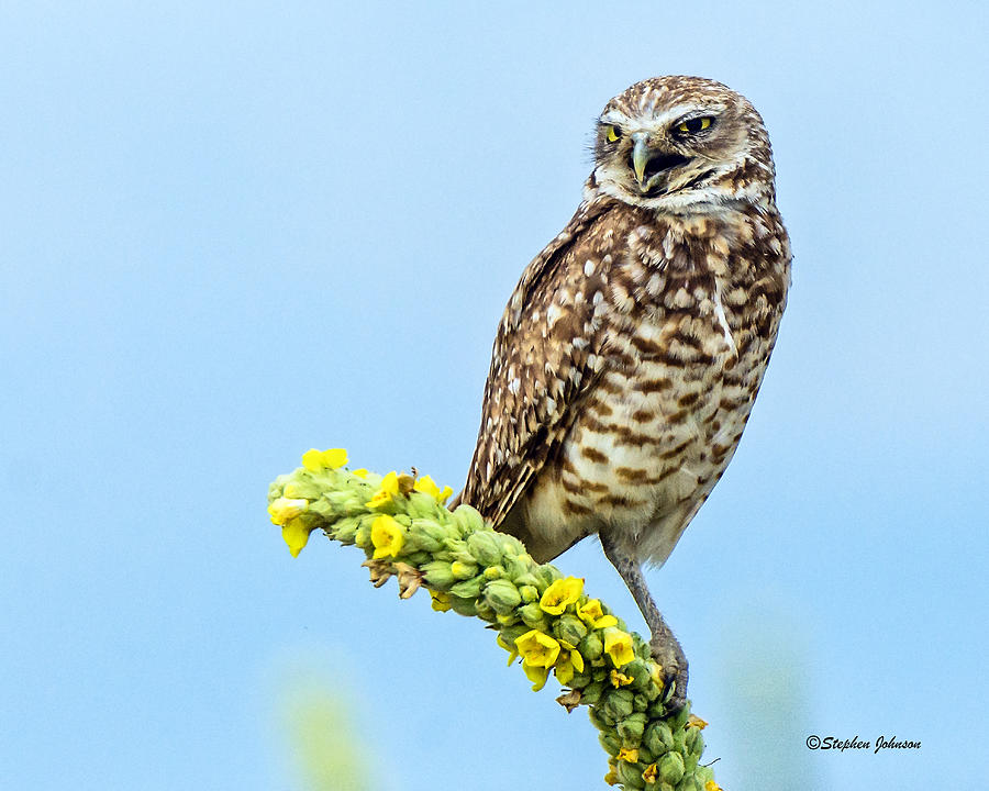 Burrowing Owl on Mullein Plant #1 Photograph by Stephen Johnson
