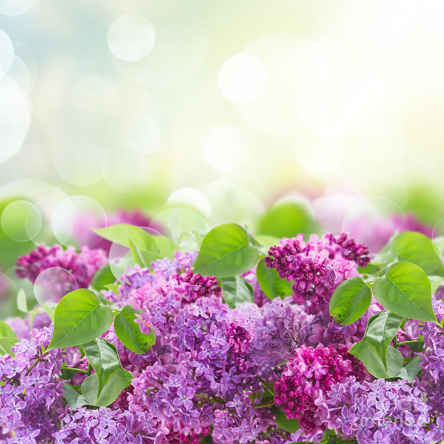 Bush of Lilac #1 Photograph by Anastasy Yarmolovich
