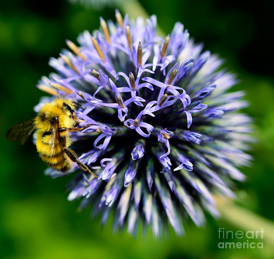 Busy Bee 2 #1 Photograph by Terry Elniski