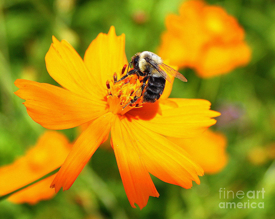 Busy Bee Photograph by DazzleMe Photography