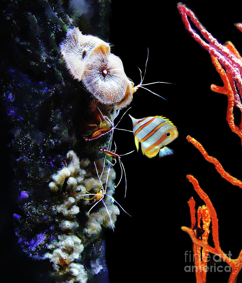 Busy Shrimp #1 Digital Art by Lisa Redfern