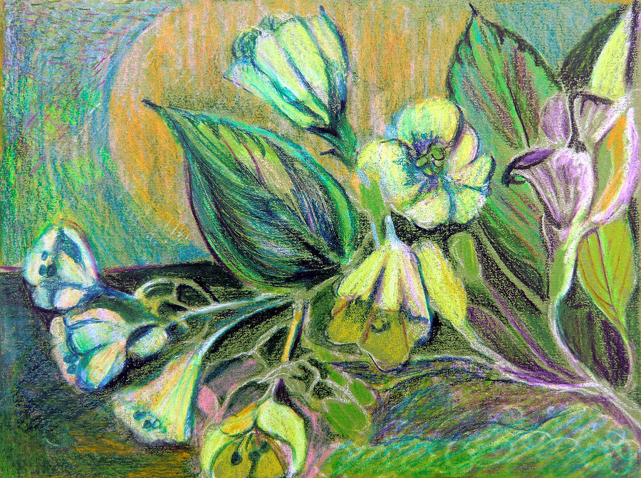 Flower Drawing - Buttercups #1 by Mindy Newman